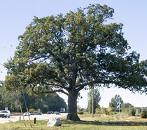 arbre moyen grand amerique