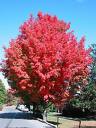 arbre en couleur
