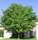 arbre feuillu frene