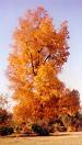 arbre hickory
