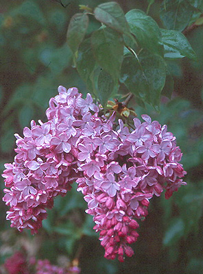 au-lilas-fleur-jacinthe