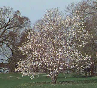 au-magnolia-etoile