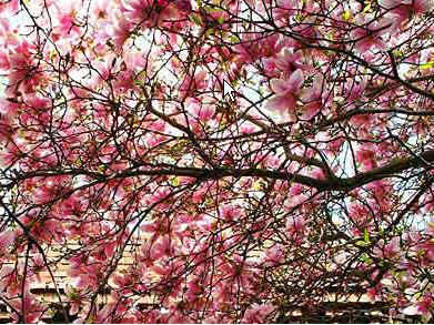 au-magnolia-leonard-messel