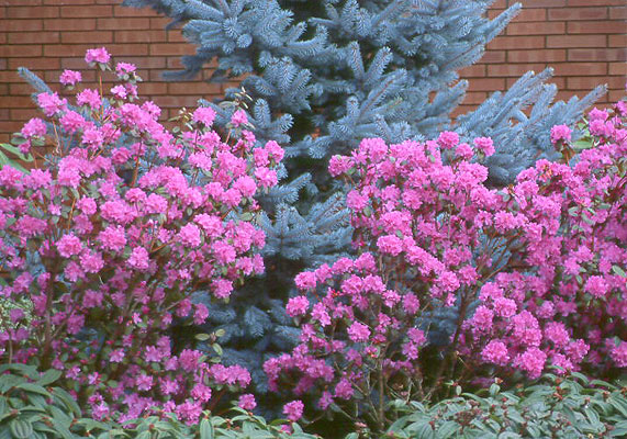 au-rhododendron-hybride-pjm
