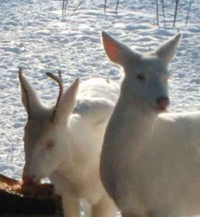 jumeaux albinos